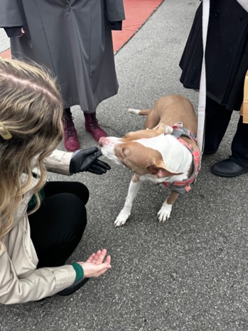 A dog curiously sniffing the CaniBrush prototype